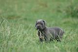 CANE CORSO 1443